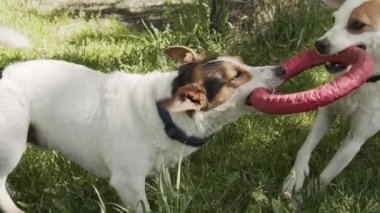 Jack Russell parkta çimlerin üzerinde oyuncak için kavga ediyor.