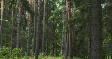 Çam ormanının manzarası