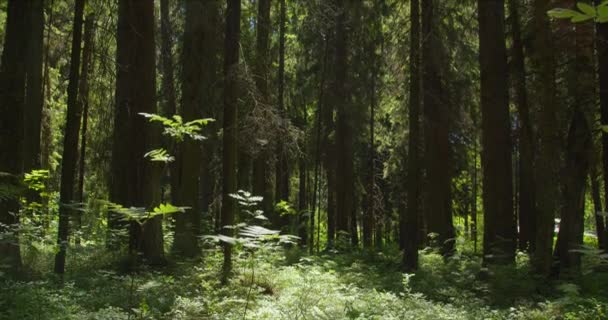 Vy över tallskogen — Stockvideo