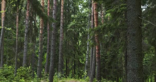 Çam ormanının manzarası — Stok video