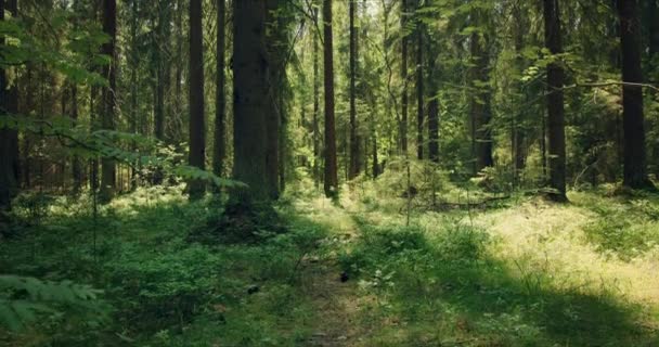 Лес с большими соснами, пронизанными солнечным светом — стоковое видео
