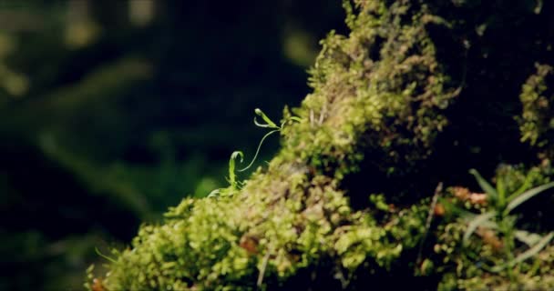 Bosque musgoso con grandes pinos impregnados de luz solar — Vídeo de stock