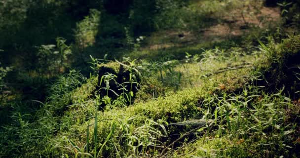 Moosbewachsener Wald mit großen Kiefern, die von Sonnenlicht durchdrungen sind — Stockvideo