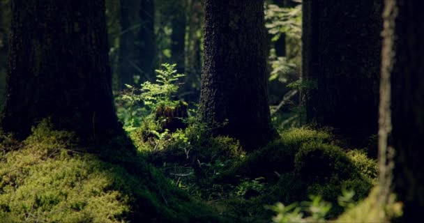 Bosque musgoso con grandes pinos impregnados de luz solar — Vídeo de stock