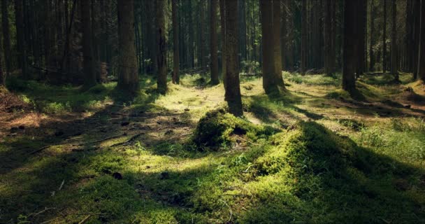 Bosque con grandes pinos impregnados de luz solar — Vídeo de stock