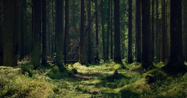 Mossig skog med stora tallar genomsyrade av solljus — Stockvideo