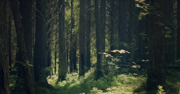 Bosque musgoso con grandes pinos impregnados de luz solar — Vídeo de stock