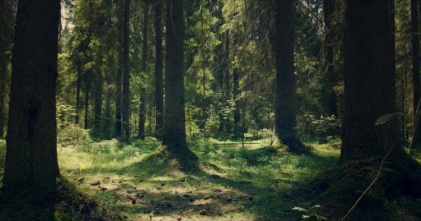 햇빛 이 가득 한 커다란 소나무 숲 — 비디오