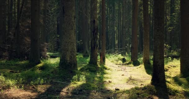 Wald mit großen Kiefern, die von Sonnenlicht durchdrungen sind — Stockvideo