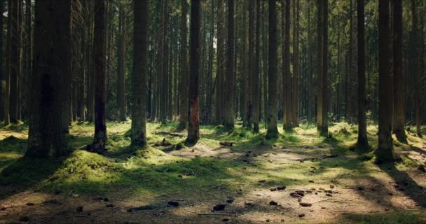 Bosque con grandes pinos impregnados de luz solar — Vídeos de Stock