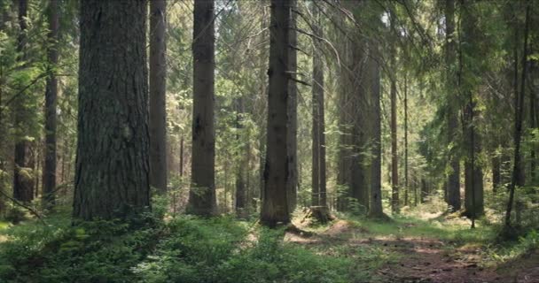 Forêt avec de grands pins imprégnés de soleil