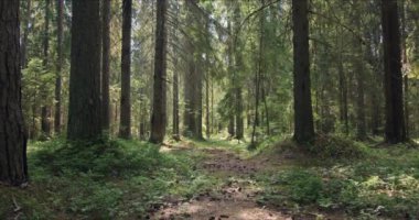 Büyük çam ağaçları güneş ışığıyla kaplıydı.