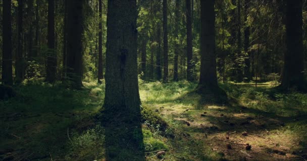 Wald mit großen Kiefern, die von Sonnenlicht durchdrungen sind — Stockvideo