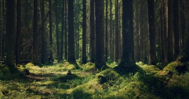 Wald mit großen Kiefern, die von Sonnenlicht durchdrungen sind — Stockvideo