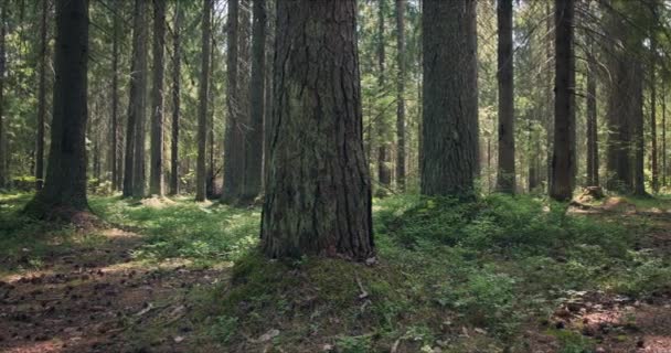 陽射しが差し込む大きな松の森 — ストック動画