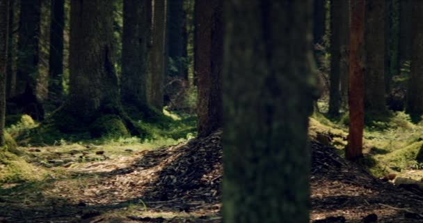 Bosque musgoso con grandes pinos impregnados de luz solar — Vídeos de Stock