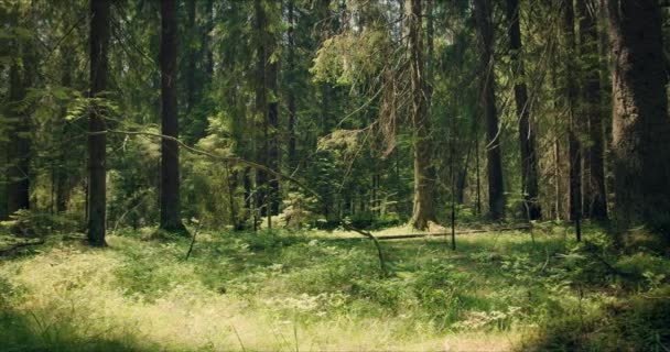 Wald mit großen Kiefern, die von Sonnenlicht durchdrungen sind — Stockvideo