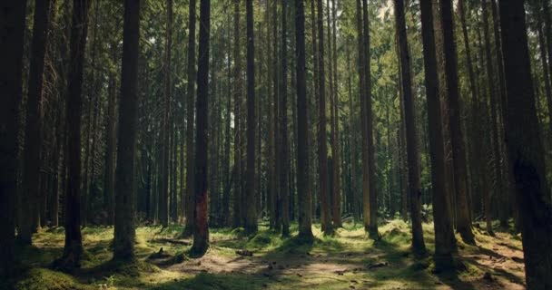 Wald mit großen Kiefern, die von Sonnenlicht durchdrungen sind — Stockvideo