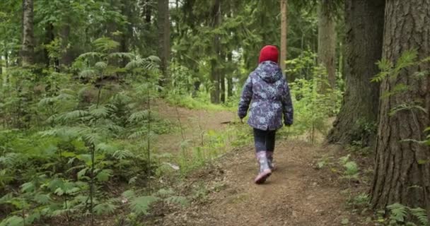 Vista trasera de la niña en sombrero rojo caminando por el sendero del bosque — Vídeos de Stock