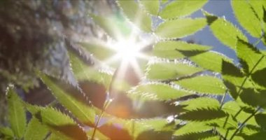 Güneş ve mercekli yeşil yapraklar parlıyor