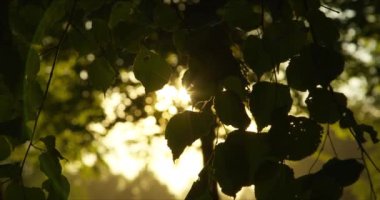 Güneş ve mercekli yeşil yapraklar parlıyor