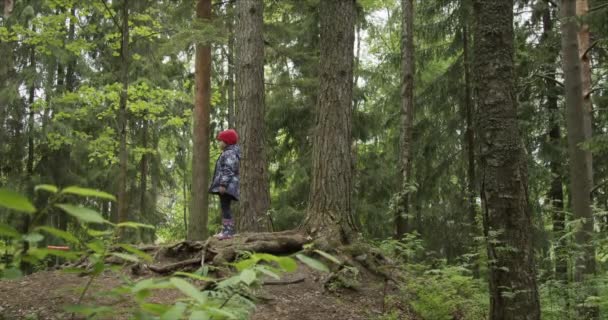 Achteraanzicht van klein meisje op rode hoed lopend op bospad — Stockvideo