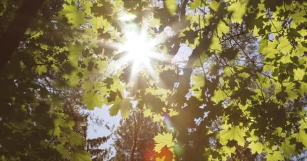 Grüne Blätter mit Sonne und Linsenschlag — Stockvideo