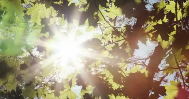 Green leaves with sun and lens flare — Stock Video