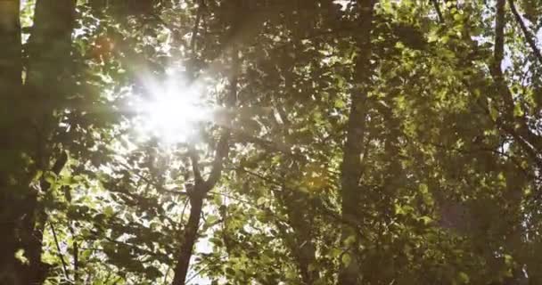 Folhas verdes com brilho do sol e da lente — Vídeo de Stock