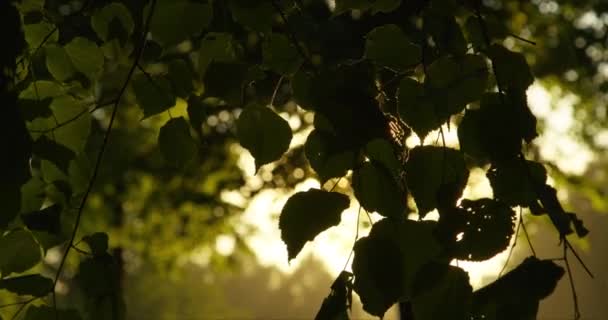 Daun hijau dengan matahari dan lensa suar — Stok Video