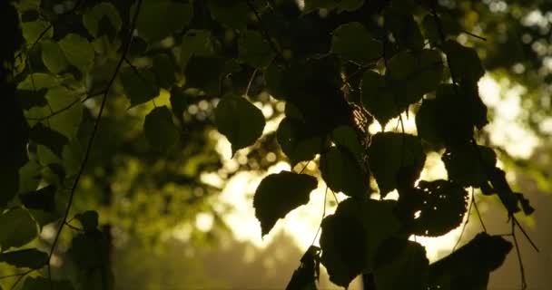 Green leaves with sun and lens flare — Stock Video