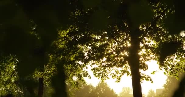 緑の葉と太陽とレンズフレア — ストック動画