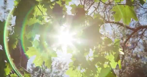 Green leaves with sun and lens flare — Stock Video