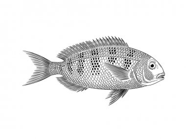 Gilt Head vektör illüstrasyon