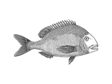 Deniz Bream vektör illüstrasyon