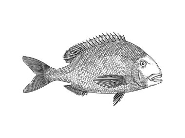 Sea Bream vector illustration clipart