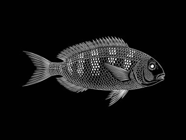 Siyah arka planda beyaz Gilt-Head Bream vektör illüstrasyon