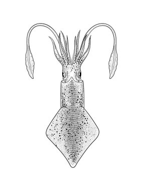 Squid vektör illüstrasyon