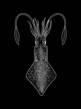 Beyaz kalamar vektör illüstrasyon