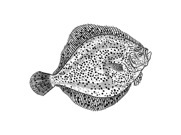 Brill Fish hand Drawn illustration — Stock vektor