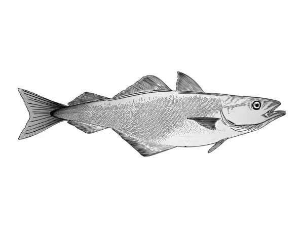 大西洋鳕鱼矢量插图 — 图库矢量图片