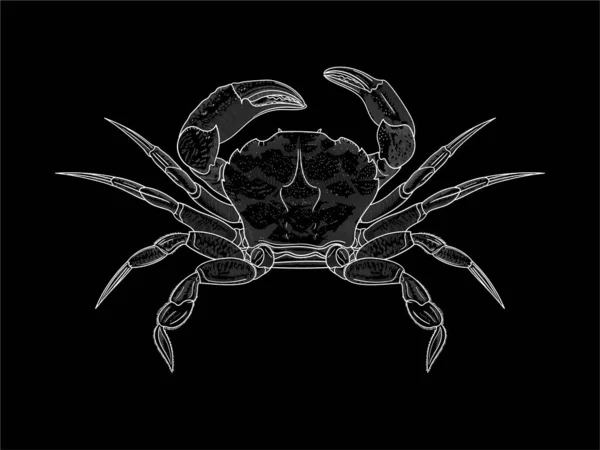 White Crab illustration on black background — Stock Vector