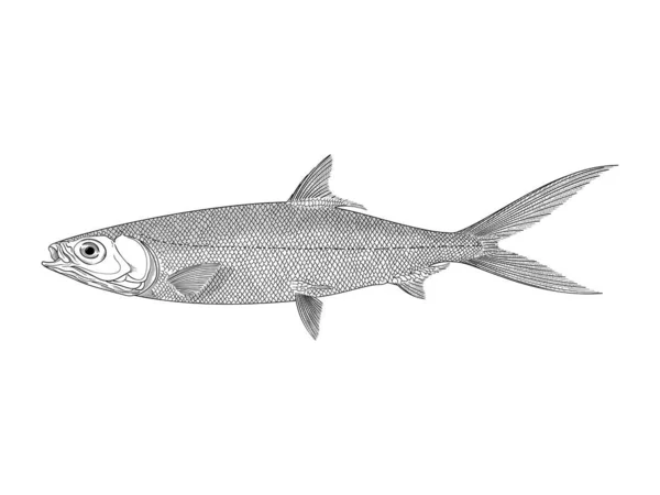 Milkfish vektor illustration — Stock vektor