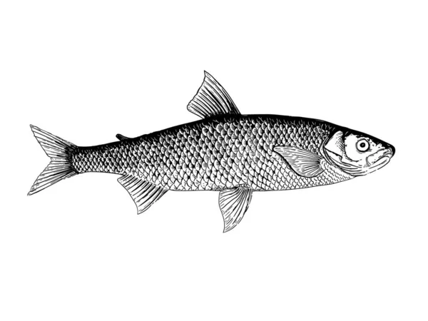 Illustration vectorielle Salmo Maraena — Image vectorielle