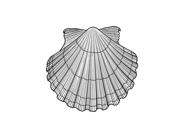 Scallop wektor ilustracji — Wektor stockowy