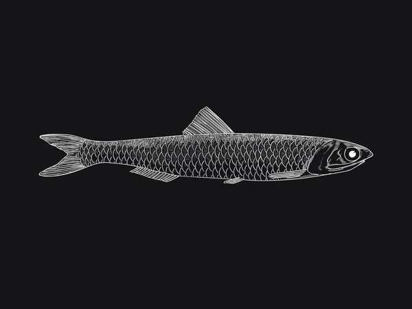 黑色背景的白色凤尾鱼 — 图库矢量图片