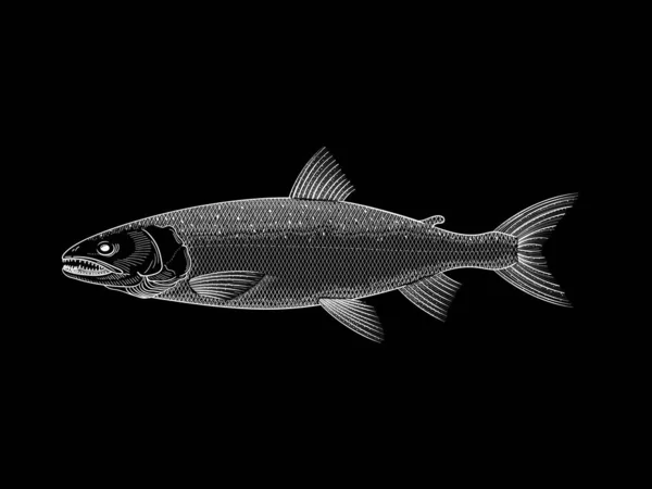 Белый лосось иллюстрация на черном фоне — стоковый вектор