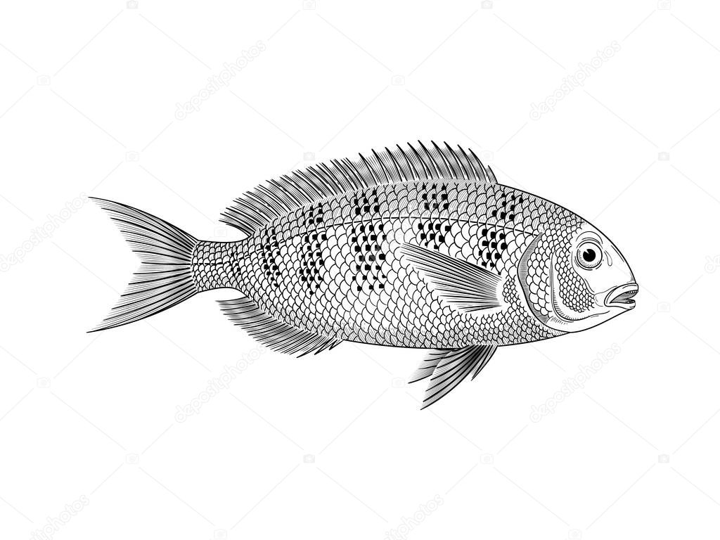 Gilt Head vector illustration engraved style for any use