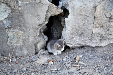 Kırım 'da küçük gri kedi ya da kedi yavrusu dağlarda ve kayalarda üzgün.