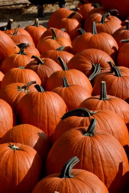 Bir sürü portakal büyük ve küçük balkabağı tarlada saman üstünde